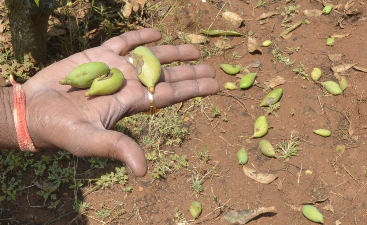 Altered flowering season, hailstorm hit mango growers hard for third