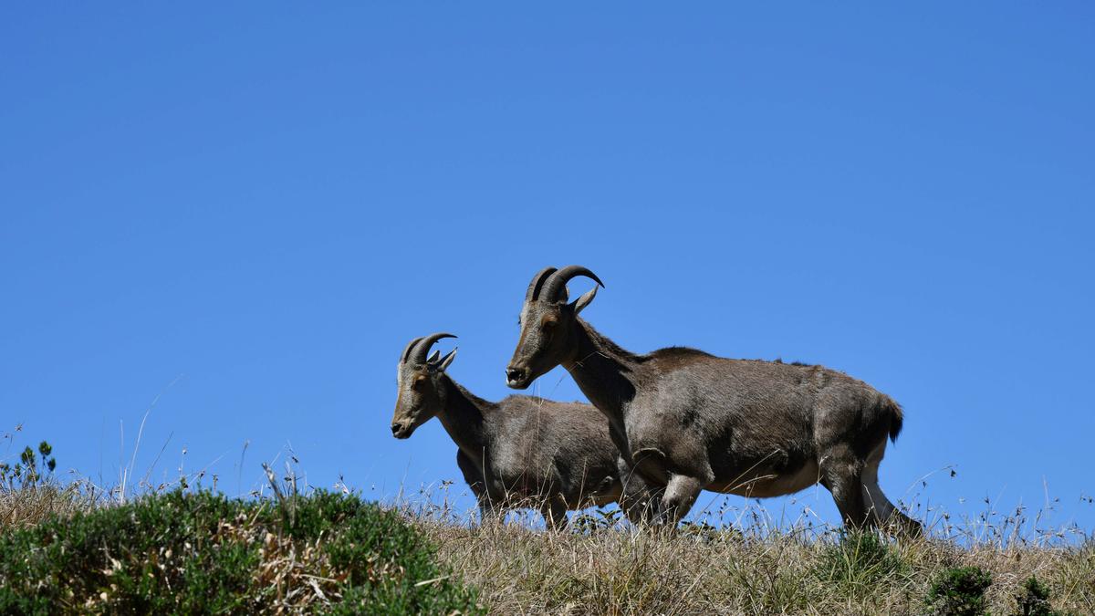 Tamil Nadu, Kerala may join hands to count endangered Nilgiri tahr