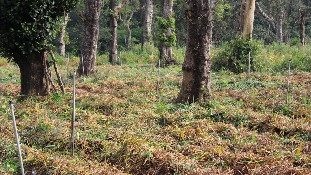 Karnataka: New fungal disease affecting ginger crop in Kodagu