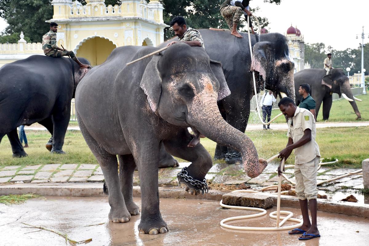 Elephants relaxing on the premises of Mysuru Palace where they have been camping since their arrival from their jungle camps.