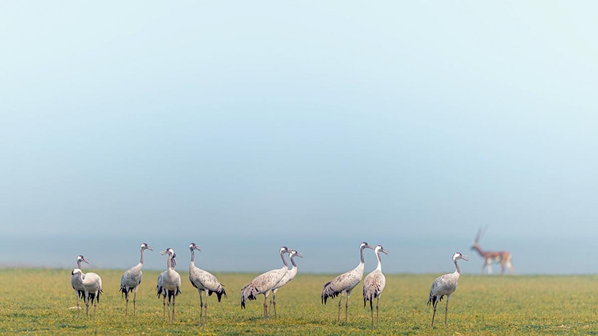 Warm weather keeps migratory cranes in Hungary longer