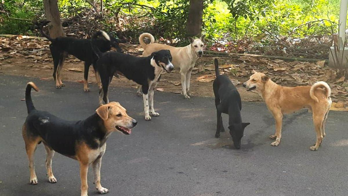 Tiruchi Corporation revises shelter design to house more stray dogs