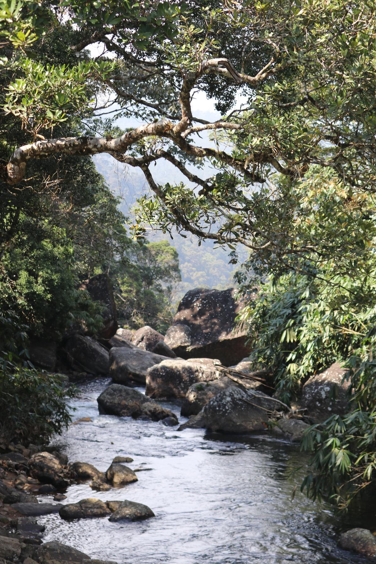 Kalakkad-Mundanthurai Tiger Reserve
