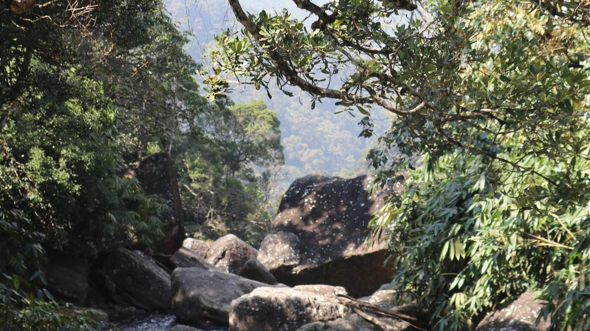 Does the Forest Conservation (Amendment) Act, 2023 dilute protections for forests? | In Focus podcast