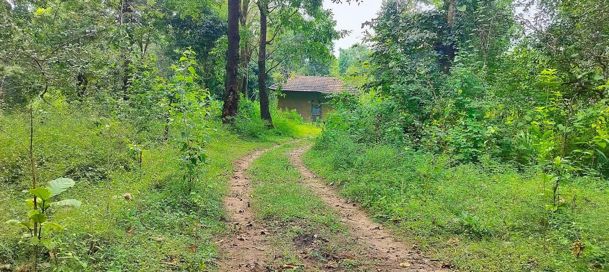 As many as 16 families settled in Saragodu Reserve Forest in Mudigere taluk are scheduled to be shifted out of the forest. The families have been living in the forest without proper roads, electricity, or other amenities.