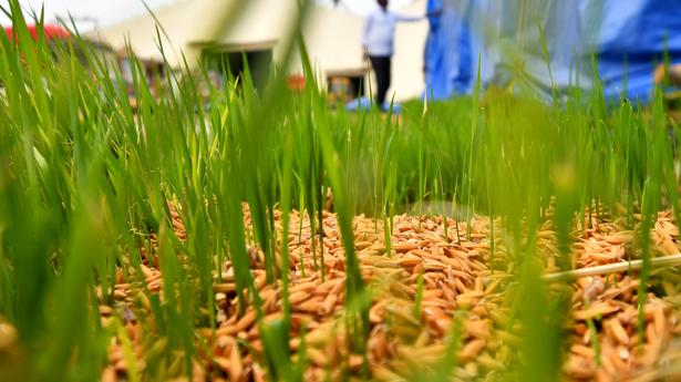 Rain-soaked paddy stocks at rice mills start sprouting