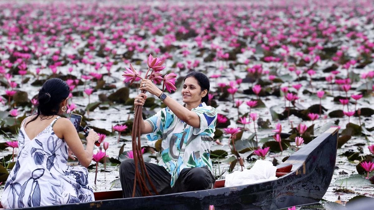 Tourism at Malarikkal blossoms into sustainable model for farmer income