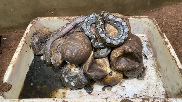 Reticulated Pythons breed again at Pilikula Biological Park