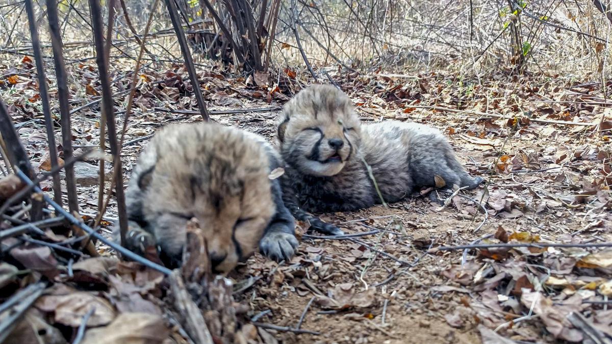 Cheetah, four cubs to be released into wild in M.P.’s Kuno National Park