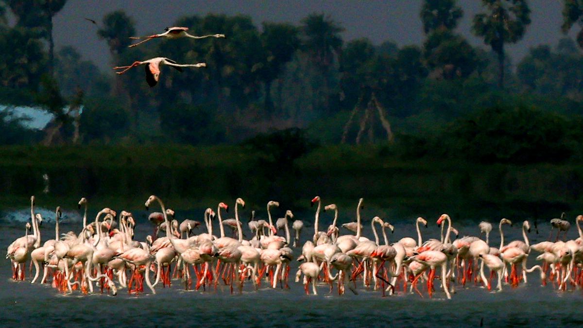 The Chennai Bird Race is here. Grab your binoculars