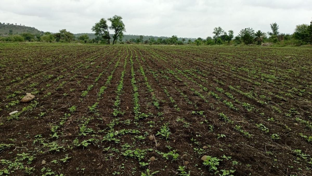 Pulses, oil seeds, fruit output to lag demand till at least 2030-31: report