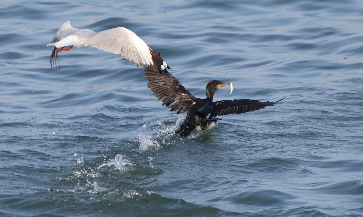 A brown-headed gull going after the fish a cormorant is holding, at the Muttukadu-Covelong backwaters on May 1, 2024. Photo: Prince Frederick 