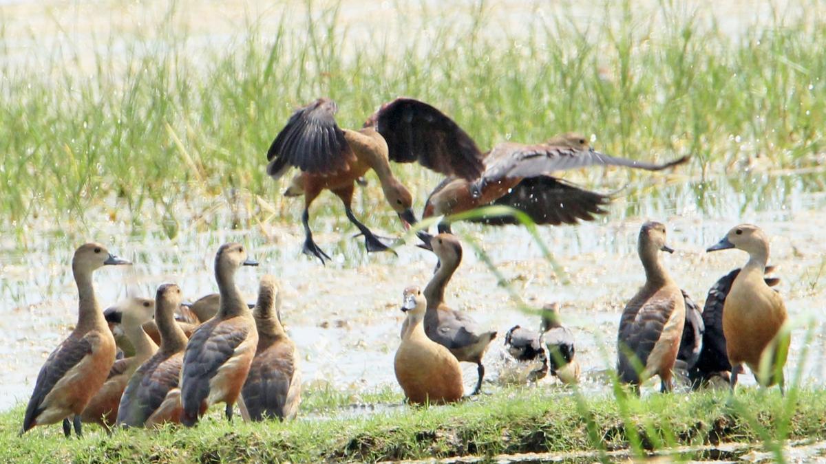 Over 24,000 birds from 66 species recorded during Tamirabharani Waterbird Count