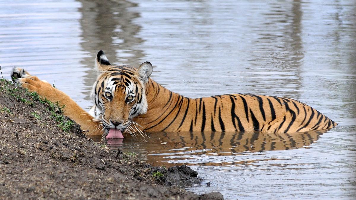 Annual survey reveals presence of 393 tigers in five reserves in Karnataka