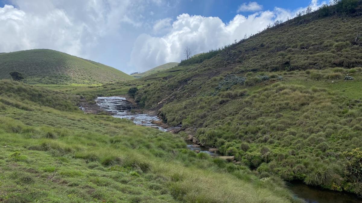 Project Nilgiri Tahr is helping T.N. Forest Department better conserve ecology of Mukurthi National Park in Nilgiris: experts