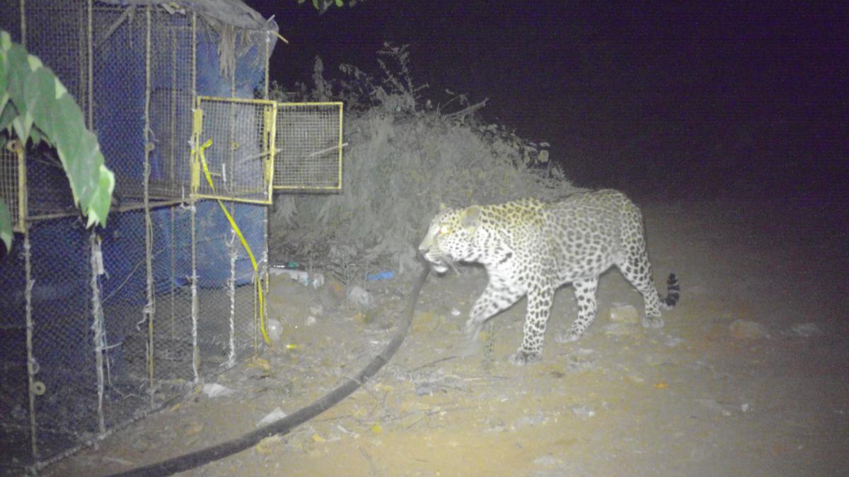 Forest Department confirms leopard&rsquo;s death by unidentified persons