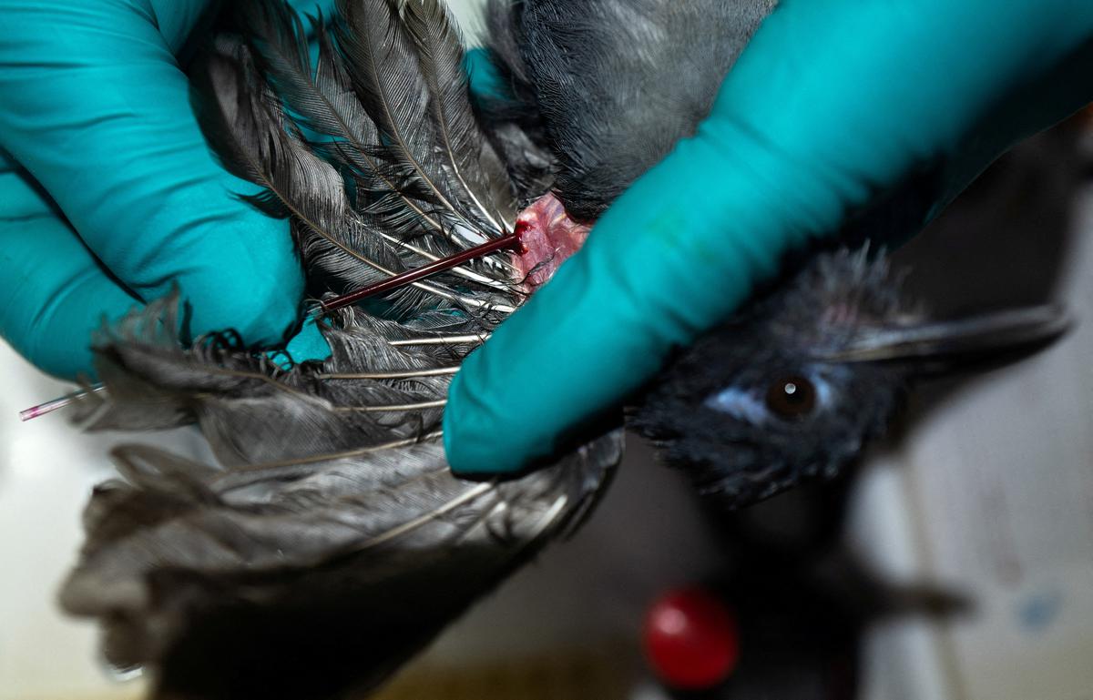 A scientist takes a blood sample from a bird while researching for signs of mercury poisoning in animals at a makeshift medical clinic, at the Los Amigos Biological Station, in Peru. File