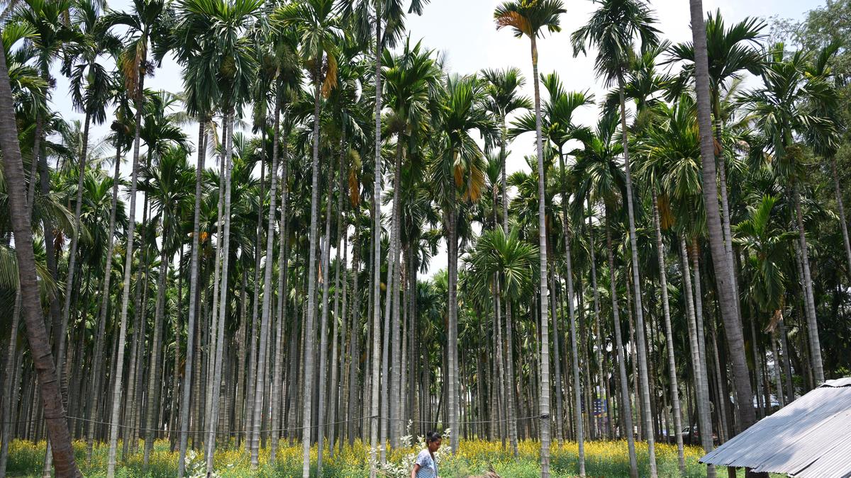 Tamil Nadu election 2026: Regulatory markets for vegetables and arecanut, a prominent demand in Yercaud constituency