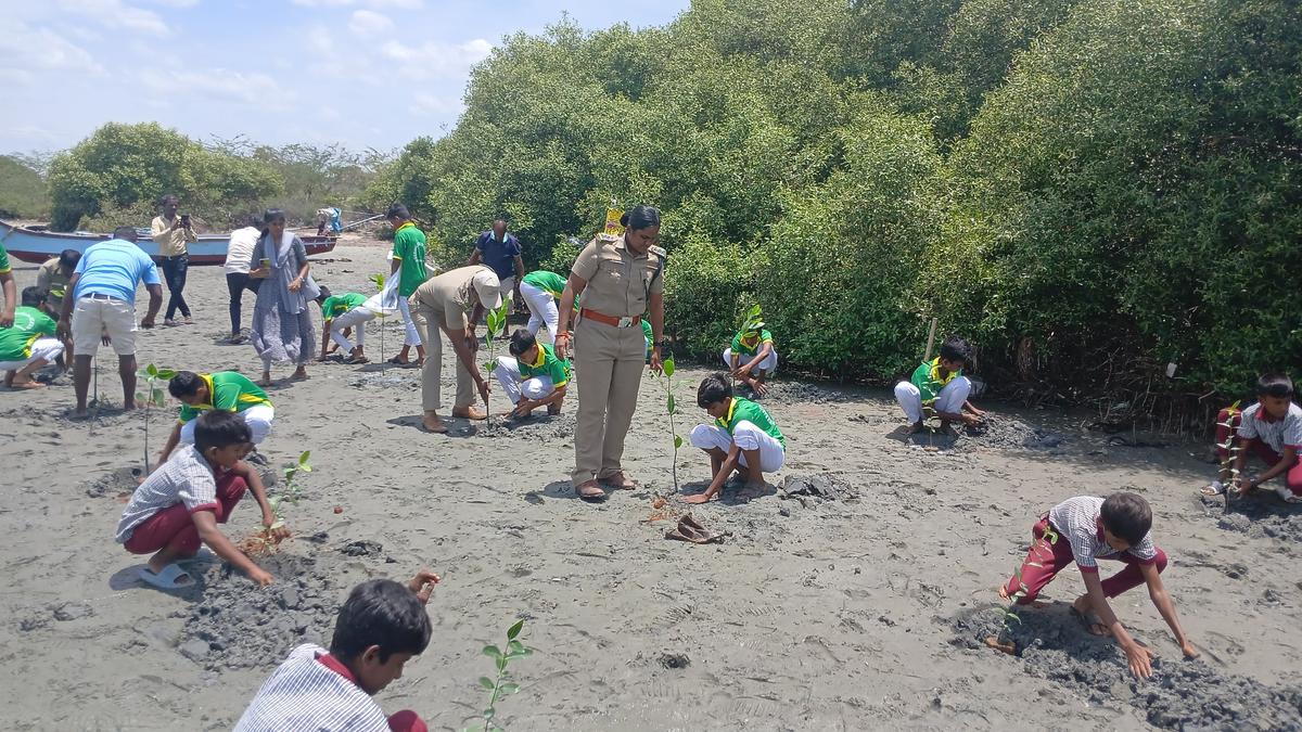 Significance of mangrove ecosystems stressed