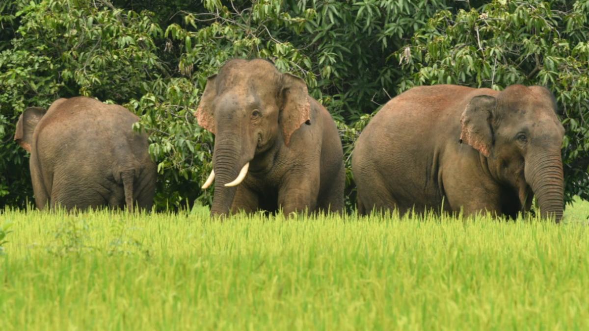 Scat count undertaken on day 2 of elephant census in Hosur division