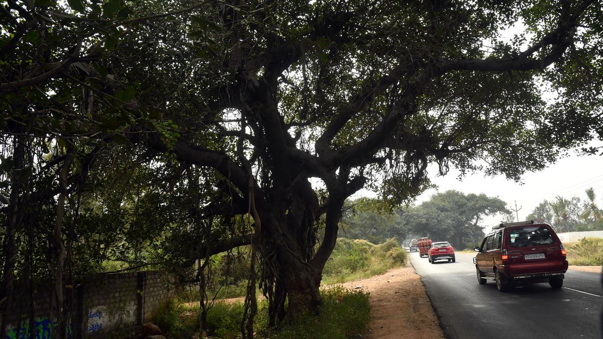 Environmentalist embarks on a long trek to save Chevella’s banyans