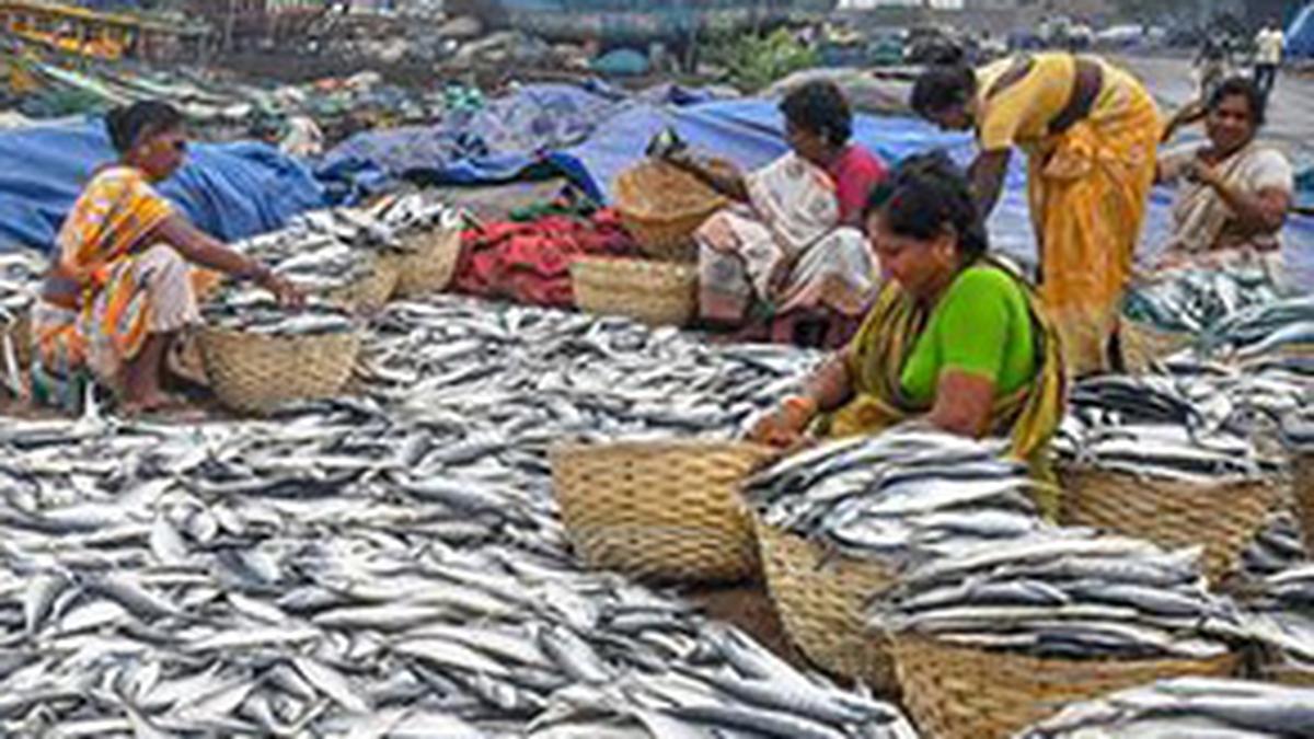 Budget 2024: Shares of shrimp products makers in heavy demand after Budget allocation