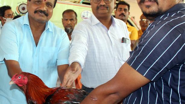 Fighter roosters fetch ₹4.46 lakh in auction