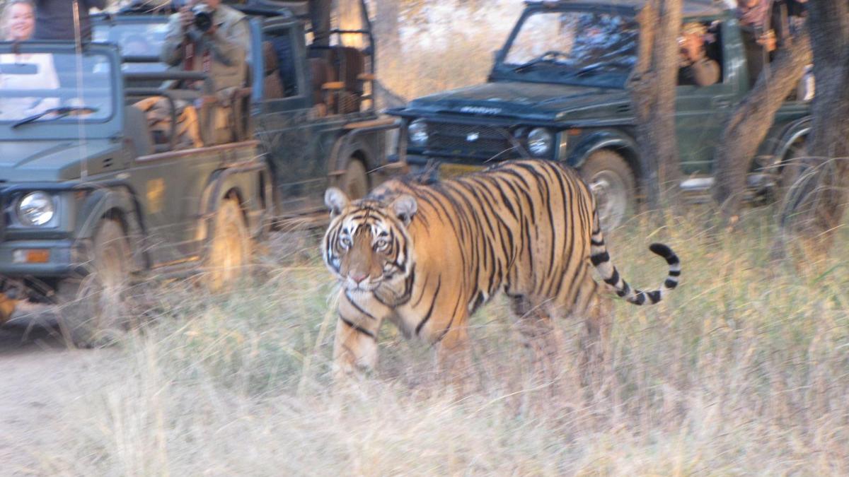 Tourism and stress hormones: The troubling reality inside tiger habitats