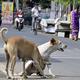 13GNRAO Stray%20dogs%20 01%203