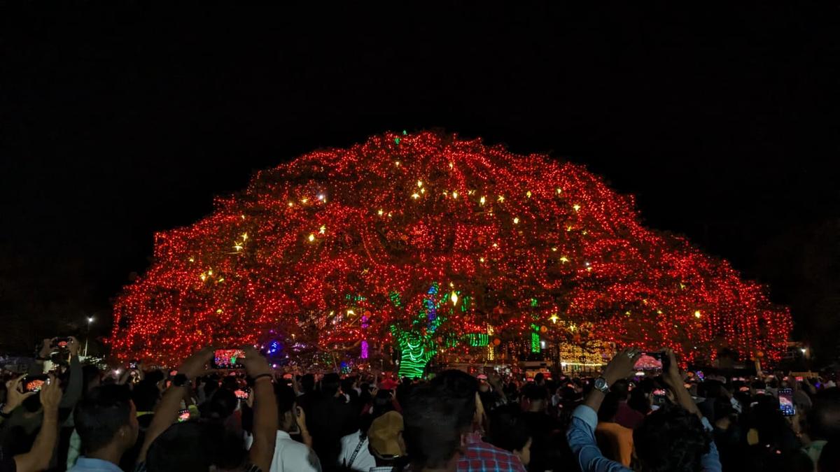 How Fort Kochi’s ancient rain tree became a Christmas icon