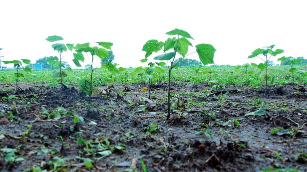 Rains continue to impact life, crops in Telangana