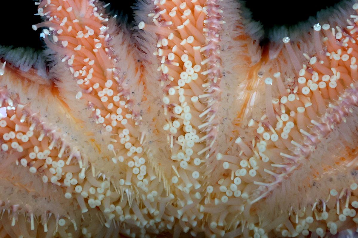 Sunflower Sea Star, Online Learning Center