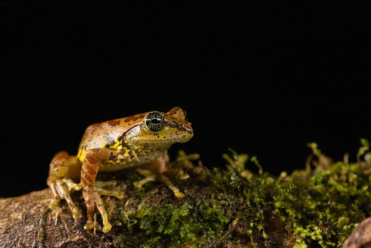 Star eyed tree frog