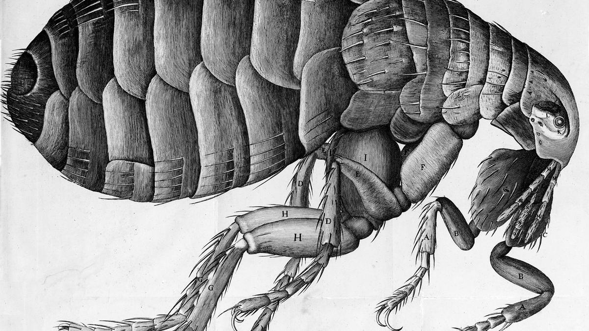 Micrographia: Hooke’s monumental masterpiece