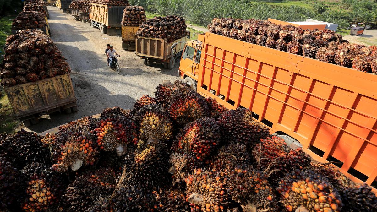 India's palm oil imports could hit 11-yr low as soyoil rises