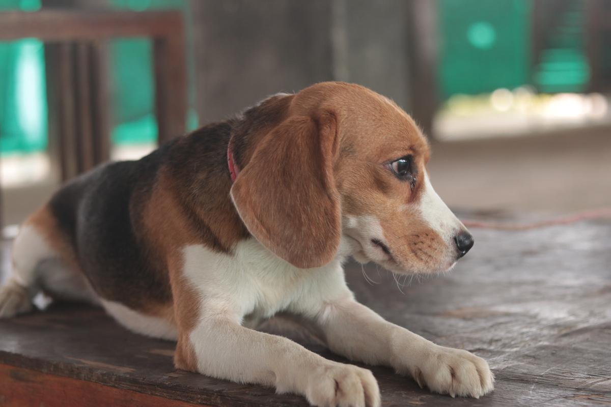 Jo, the beagle, who acted as Roby in Kerala Crime Files Season 2