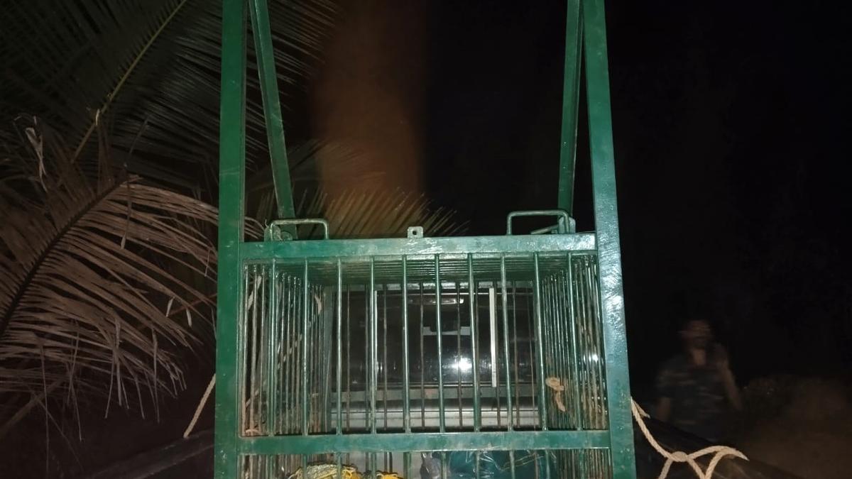 Forest officials set up cage after suspected sighting of leopard in tunnel