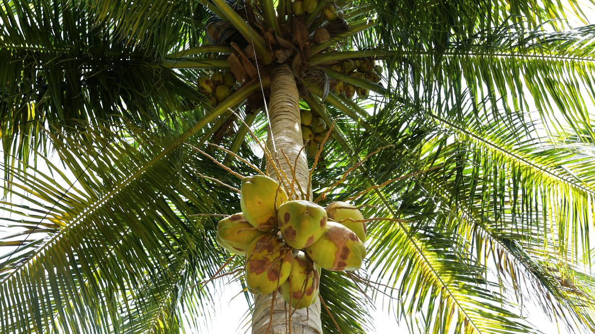 Madras High Court directs Tahsildar to cut coconut tree leaning over house next door, in Mayiladuthurai