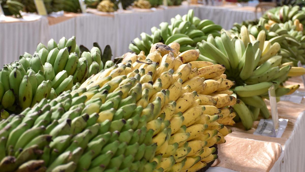 Banana festival in Mysuru: A celebration of diversity