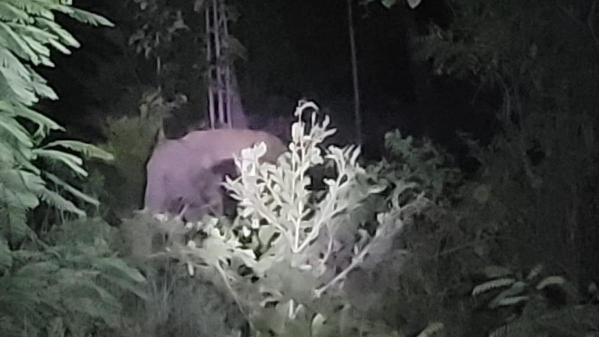Tirupati in grip of fear as elephant herd and leopard roam near Tirumala foothills