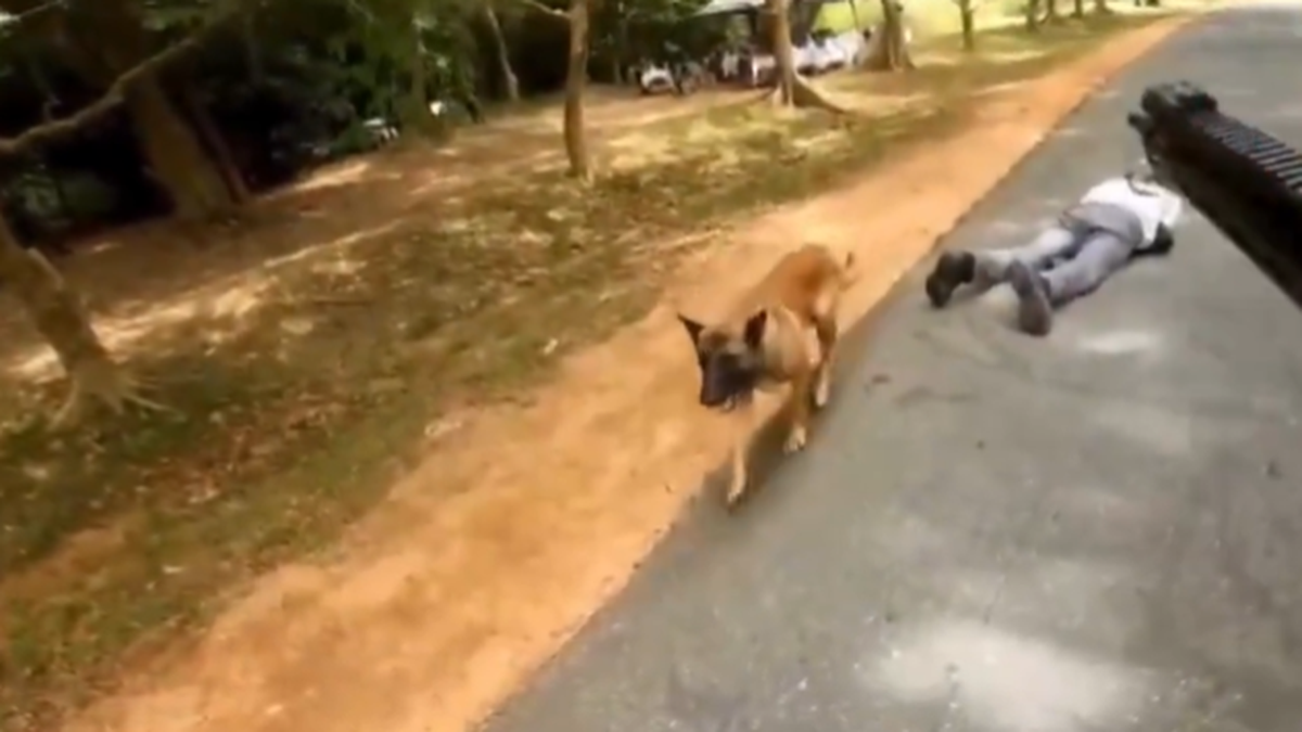 Indian and Sri Lankan dogs practice the Mitra Shakti exercise