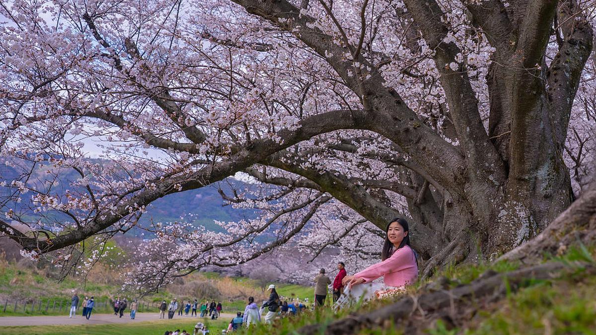 Review of The Vanishing Cherry Blossom Bookshop by Japanese author Takuya Asakura