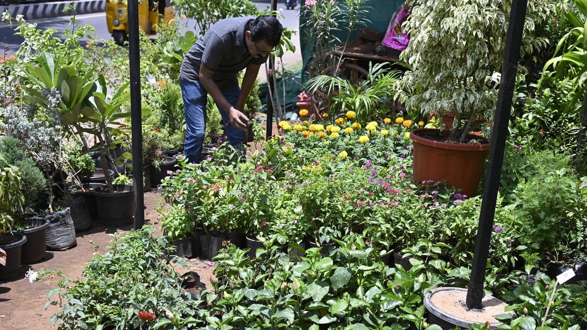 Meet the people behind the blooms along New Avadi Road