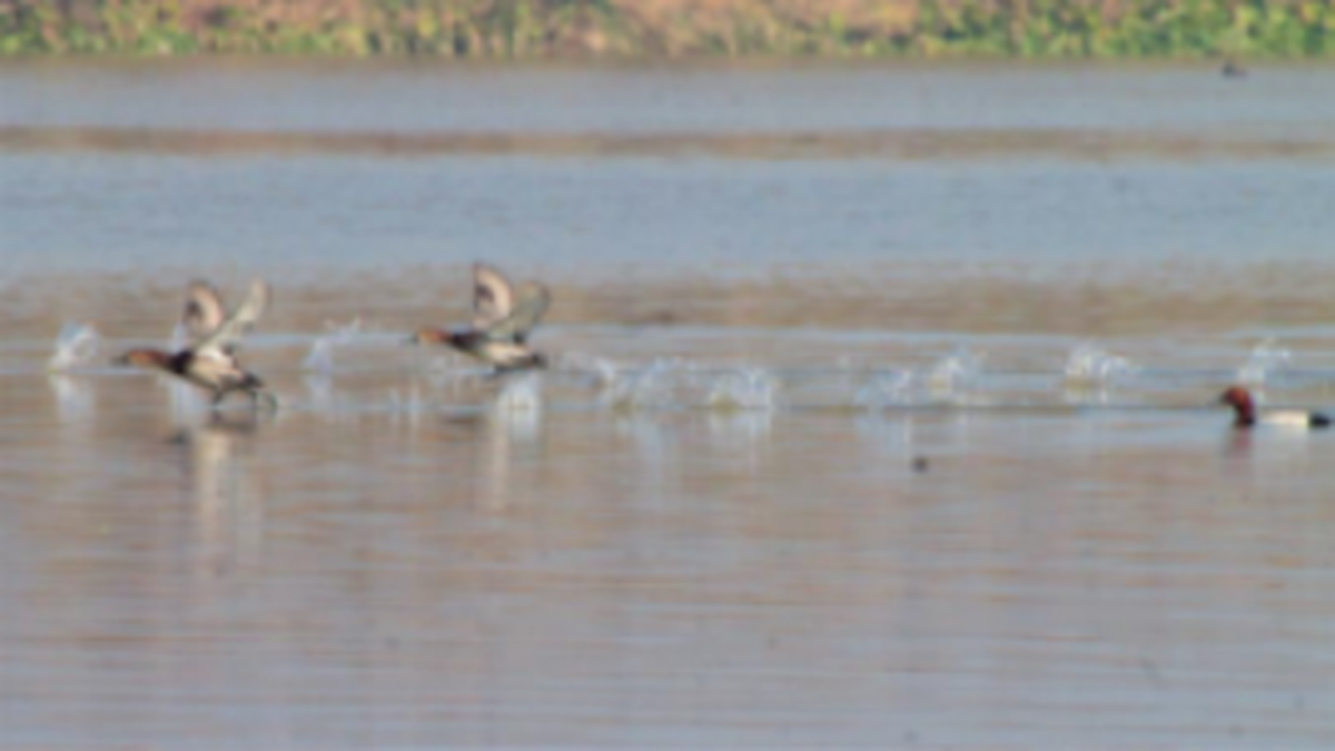 Migratory waterbirds: Encouraging trend of species diversity recorded