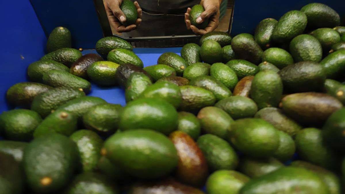 U.S. paves way for resumption of Mexico avocado exports