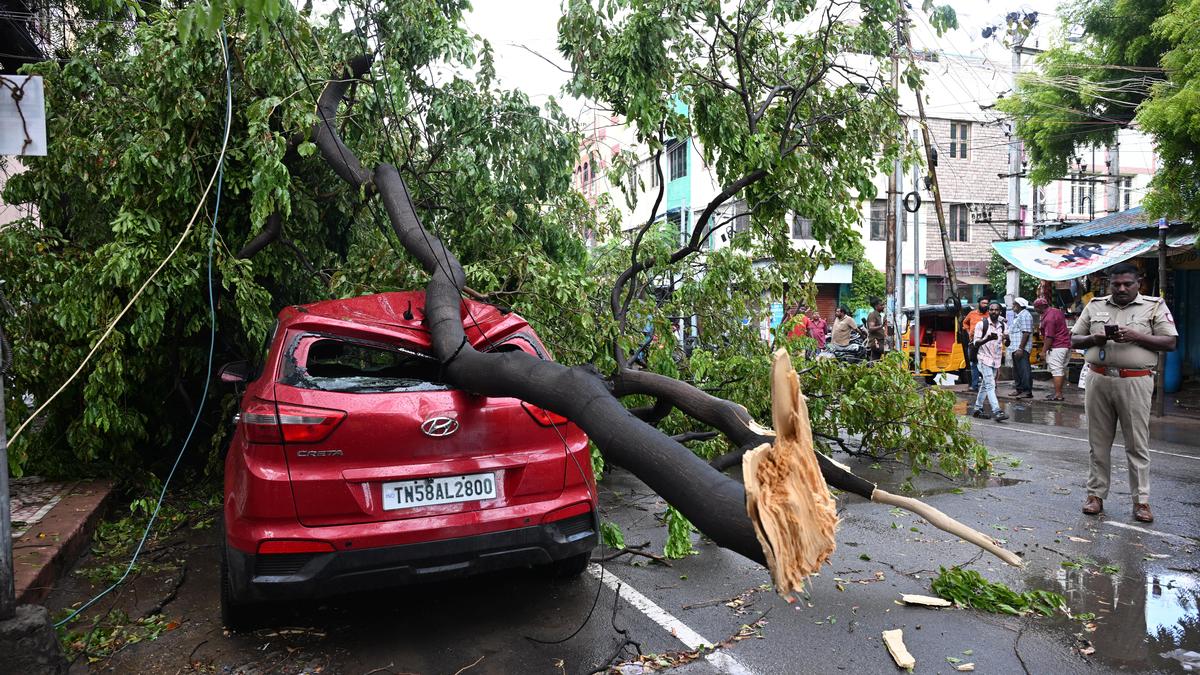 Scores of trees uprooted by squall in Madurai