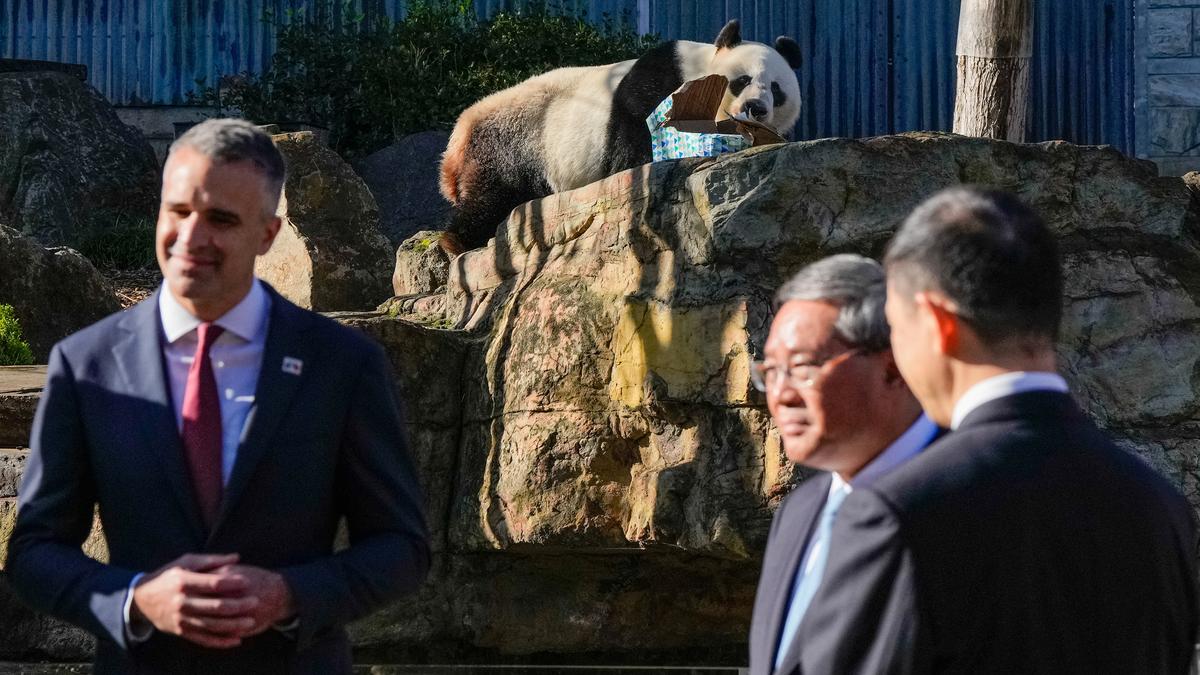 Chinese premier promises more pandas and urges Australia to put aside differences