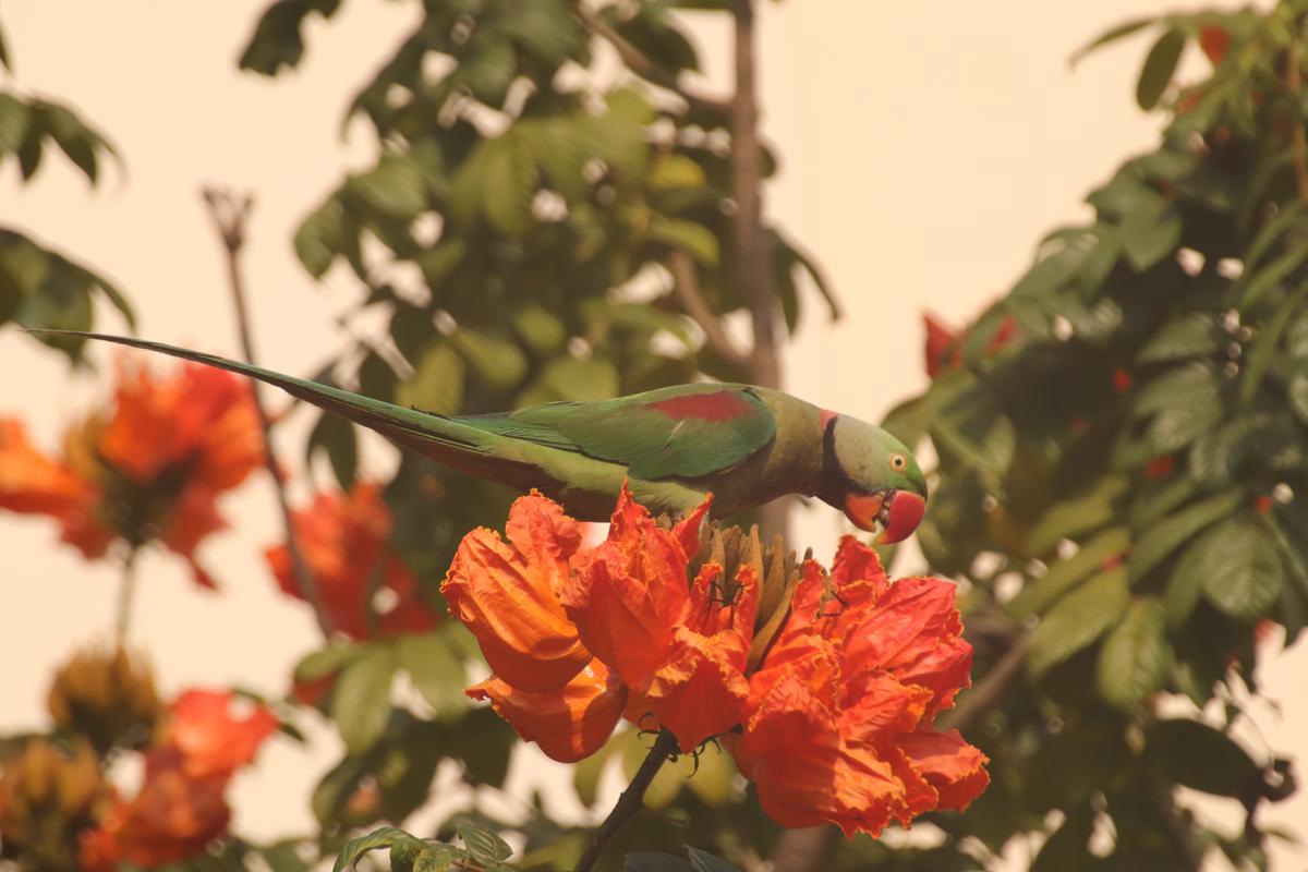 Alexandrine parakeet observed during the Great Backyard Bird Count in Visakhapatnam.