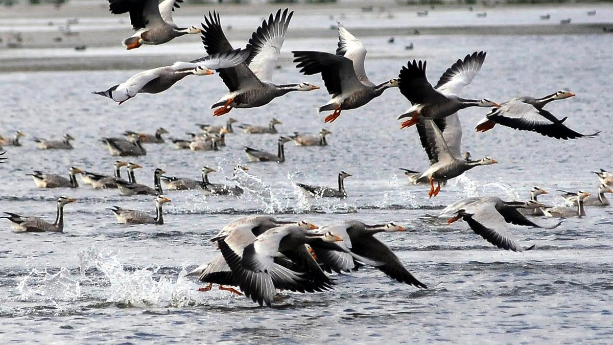 Bird census on January 19 as winter migration peaks in Mysuru region
