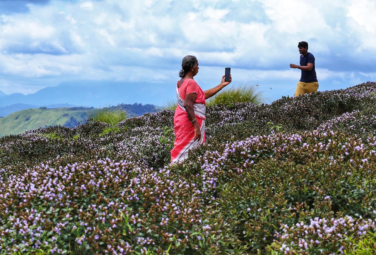 From Neelakurinji in the Western Ghats to the Karvi blooms in the Sahyadri range, travellers are trekking to witness these seasonal flowers